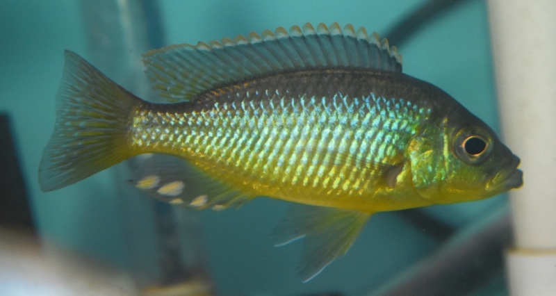 'Hemitaeniochromis' sp. 'spilopterus yellow'